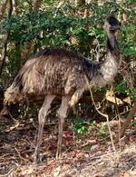 　福岡市の油山周辺で目撃された「エミュー」とみられる鳥＝１０日（提供写真）