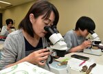 採集した変形菌を観察する参加者ら＝２２日、鳥取市の鳥取県立博物館