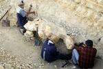 　ペルーで「ペルセトゥス・コロッスス」の発掘作業をするチーム（国営アンデス通信提供・共同）