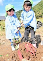 力を合わせて大きなサツマイモを引き抜く園児＝新温泉町清富