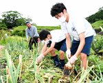 福永会長（左）指導の下、タマネギの掘り起こしに挑戦する修学旅行生ら。回復する教育旅行需要を受け止められるだけの受け皿を確保することが急務となっている＝今年６月、倉吉市関金町明高