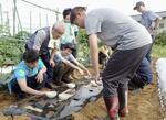 　インゲンマメの種まき作業をする「夢育て農園」の受講者たち＝６月６日、東京都世田谷区