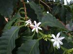 　「川湯の森病院」の温室で咲いたコーヒーの花＝２０２４年５月、北海道弟子屈町