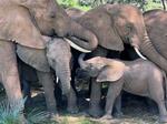 　ケニア・サンブル国立保護区で子どもをあやす大人のゾウ（研究チーム提供・共同）