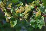 　畑に実るワイン用のブドウ＝１０月、英南部（ロイター＝共同）