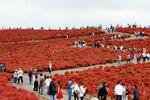 　国営ひたち海浜公園で、紅葉の見頃を迎え赤く色づくコキア＝１９日午前、茨城県ひたちなか市