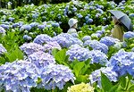 淡い青色や薄紫色の花を咲かせるアジサイ＝１８日、鳥取市美萩野３丁目のあじさい公園