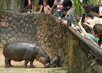 　カバ舎内で母親と戯れる「ムーデン」を見守る来場者＝１６日、タイ・チョンブリ（共同）