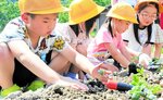 大豆の苗に優しく土をかぶせる児童たち＝１４日、香美町香住区中野