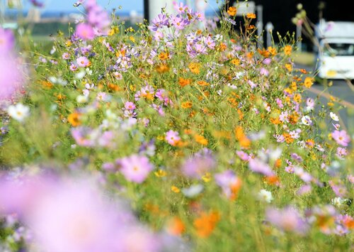 カラフルなコスモスが畑の周囲を彩る＝１２日、鳥取県米子市淀江町稲吉