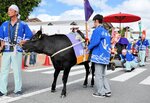 【 厳かに】恒例の花嫁行列で、花嫁役の新温泉町職員を乗せた牛車を引く雌牛の「きくみ」。多くの観客に見守られながら園内を厳かに練り歩いた