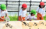 スッポンの稚ガメを放流する園児＝２日、香美町小代区実山