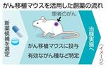 　がん移植マウスを活用した創薬の流れ（イメージ）