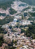　シロヤマザクラなどが見頃を迎え、山肌が淡いピンク色に染まった吉野山＝７日午後、奈良県吉野町（共同通信社ヘリから）