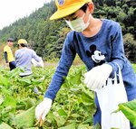 美方大納言小豆の収穫に挑戦する児童＝１７日、香美町村岡区長板
