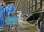 　栃木県那須烏山市の牧場を訪れ、牛の餌やりを体験する岸田首相（手前右）＝７日午前（代表撮影）