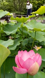 鮮やかなピンクの花を咲かせた大賀ハス＝２３日、米子市淀江町福岡の伯耆古代の丘公園