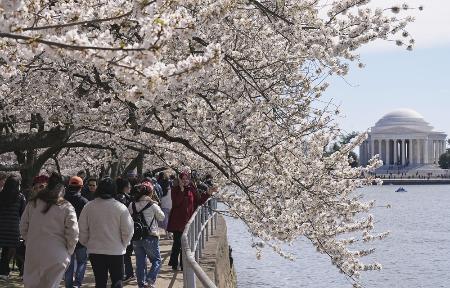 　ワシントン中心部に流れるポトマック川沿いで桜を見る観光客ら＝２０２４年３月