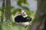 　中国に返還されたパンダの桜浜＝１１月、四川省の成都ジャイアントパンダ繁殖研究基地（共同）