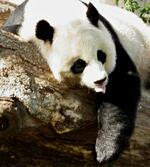 　スミソニアン国立動物園で休むティエンティエン＝２００７年９月、米ワシントン（ロイター＝共同）