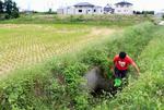 　井土地区の田んぼの用水路でメダカを探す根本暁生さん＝９月、仙台市若林区