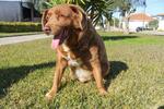 　「世界最高齢の犬」に認定されたボビ＝２月、ポルトガル中部（ロイター＝共同）