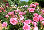 約２５０品種のバラが咲き誇る園内＝２０日、鳥取県南部町のとっとり花回廊