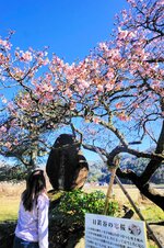 見頃を迎えた鳥取市青谷町日置谷の寒桜