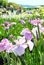 見頃を迎え、色鮮やかな花を咲かせるハナショウブ＝７日、湯梨浜町藤津の東郷湖羽合臨海公園あやめ池公園