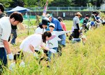 鎌を使った稲刈りに汗を流す参加者ら＝６日、新温泉町対田