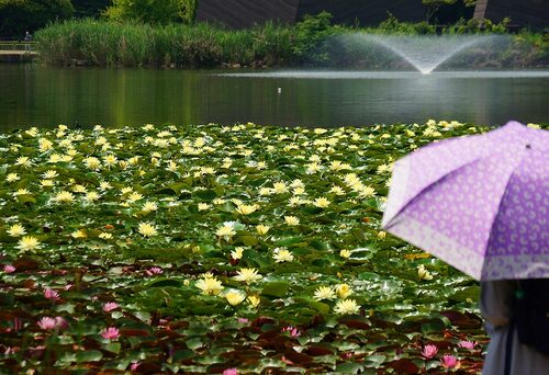  大池の水面を清らかに彩るスイレン＝２７日、大阪市東住吉区の長居植物園 