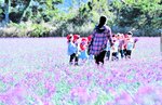 見頃を迎え一面に薄紫色の花を咲かせたラッキョウ＝９日、鳥取市福部町湯山