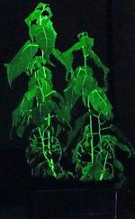 　発光するキノコの遺伝子を組み入れた植物「光る樹木」（出村拓教授提供）