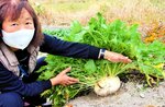 大きく育った葉はミズナで、根はカブの不思議な野菜