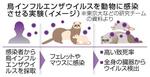 　鳥インフルエンザウイルスを動物に感染させる実験（イメージ）