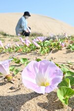 薄桃色の花を咲かせたハマヒルガオ＝１７日、鳥取市の鳥取砂丘