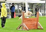 訓練士の指示で障害物を飛び越える参加犬＝６日、鳥取市のヤマタスポーツパーク多目的広場