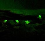 緑色に発光する粘菌（白石さん提供）