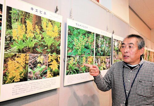 鳥取県内のラン科植物の紹介パネルが並ぶ館内