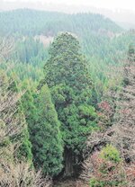 鳥取県指定天然記念物の「中江の一本スギ」。高さ２７㍍の巨木で、積雪に強いウラスギ