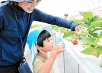 背伸びしてイチゴを収穫する園児＝４日、香美町村岡区口大谷の香美苺ハウス
