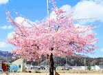 満開となったやすらぎの森グラウンドの河津桜