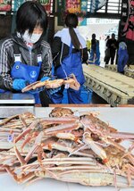  水揚げされた松葉ガニを選別する女性＝６日、兵庫県新温泉町の浜坂漁港 