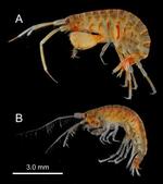 　鹿児島湾で発見された新種のヨコエビ。上が雄、下が雌（日本ベントス学会提供）