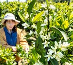 甘い香りを漂わせるミカンの花＝１４日、島根県安来市恵乃島町の「やすぎ観光みかん園」
