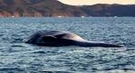 　宮城県石巻市の沖合に浮かぶクジラの死骸＝１５日午前（提供写真）