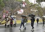 　一般公開が始まった皇居・乾通りで散策を楽しんだ人たち＝３月２３日午前