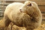 　世界初のクローン羊「ドリー」＝１９９７年（ＡＰ＝共同）