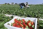 　収穫されたイチゴとタイ人労働者＝２０２４年１月１日、イスラエル・カディマゾラン（共同）