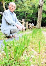 大宮池そばのハナショウブ。刃物のような物で一帯が刈り取られていた＝５月３０日、鳥取市上町の樗谿公園